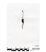 藏品(爪哇小金髮苔)的圖片